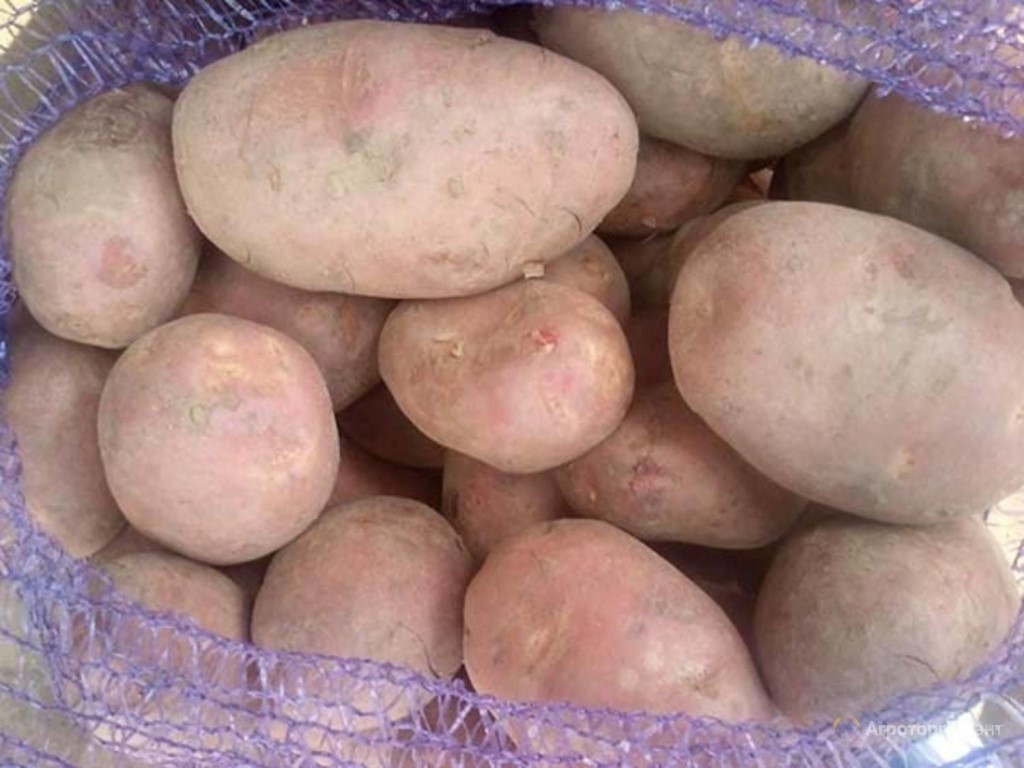 Сорт картофеля «каменский» – описание и фото
