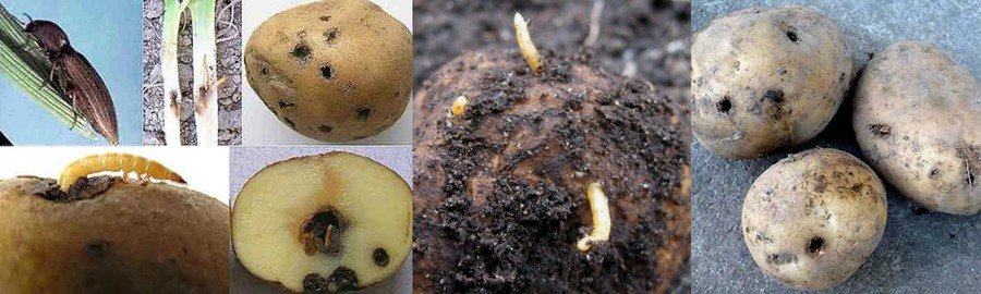 Вредители картофеля и методы борьбы с ними: описание и лечение