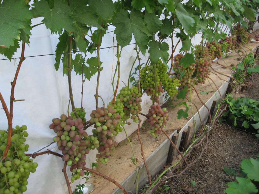 Посадка винограда в сибири для начинающих (с фото и видео)