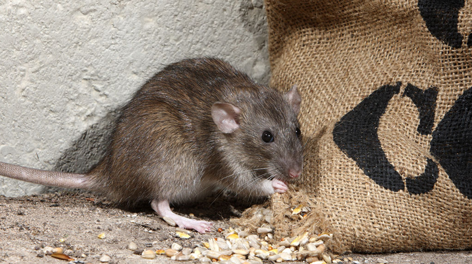 Как избавиться от мышей на даче: топ-5 способов