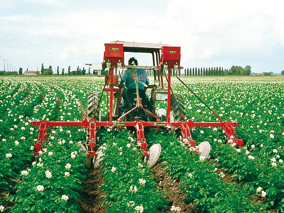 Выращивание картофеля: технология возделывания, условия посадки, тонкости ухода за овощем в открытом грунте и теплице, а также советы, как получить хороший урожай русский фермер