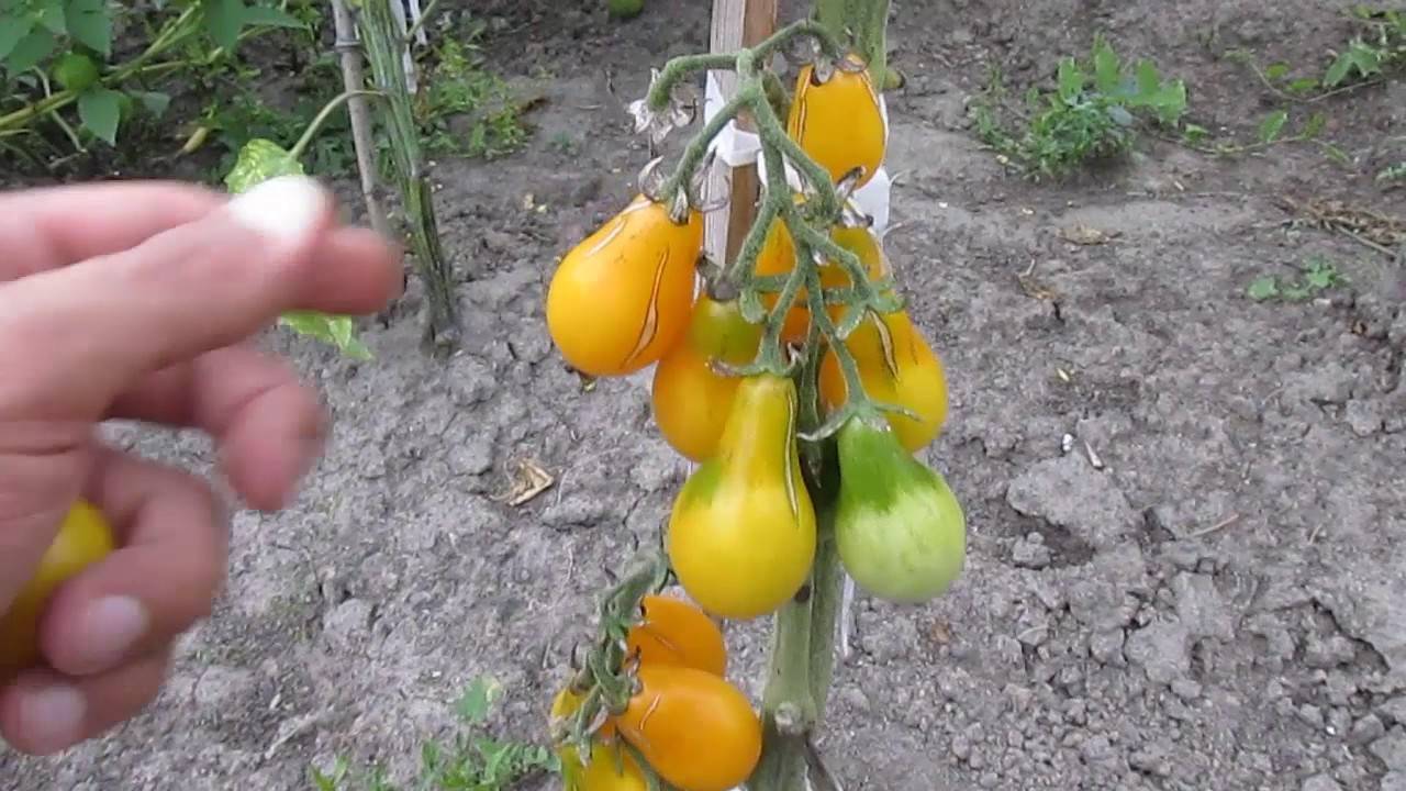 Сорт томата медовая капля фото и описание