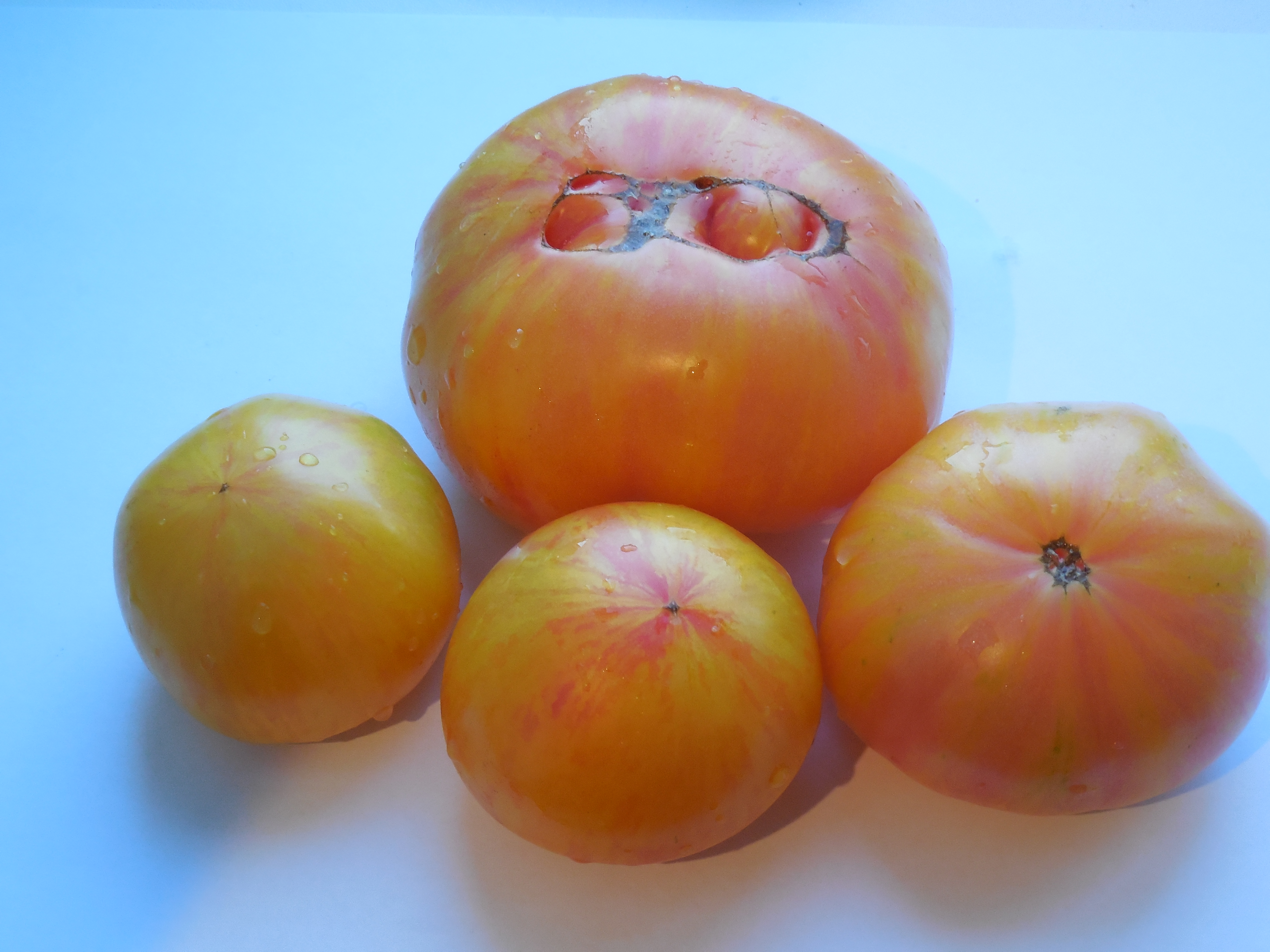 Томат большой полосатый кабан — описание сорта, отзывы, урожайность