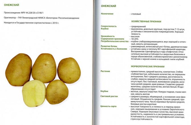 Картофель ласунок описание сорта, характеристика, фото русский фермер