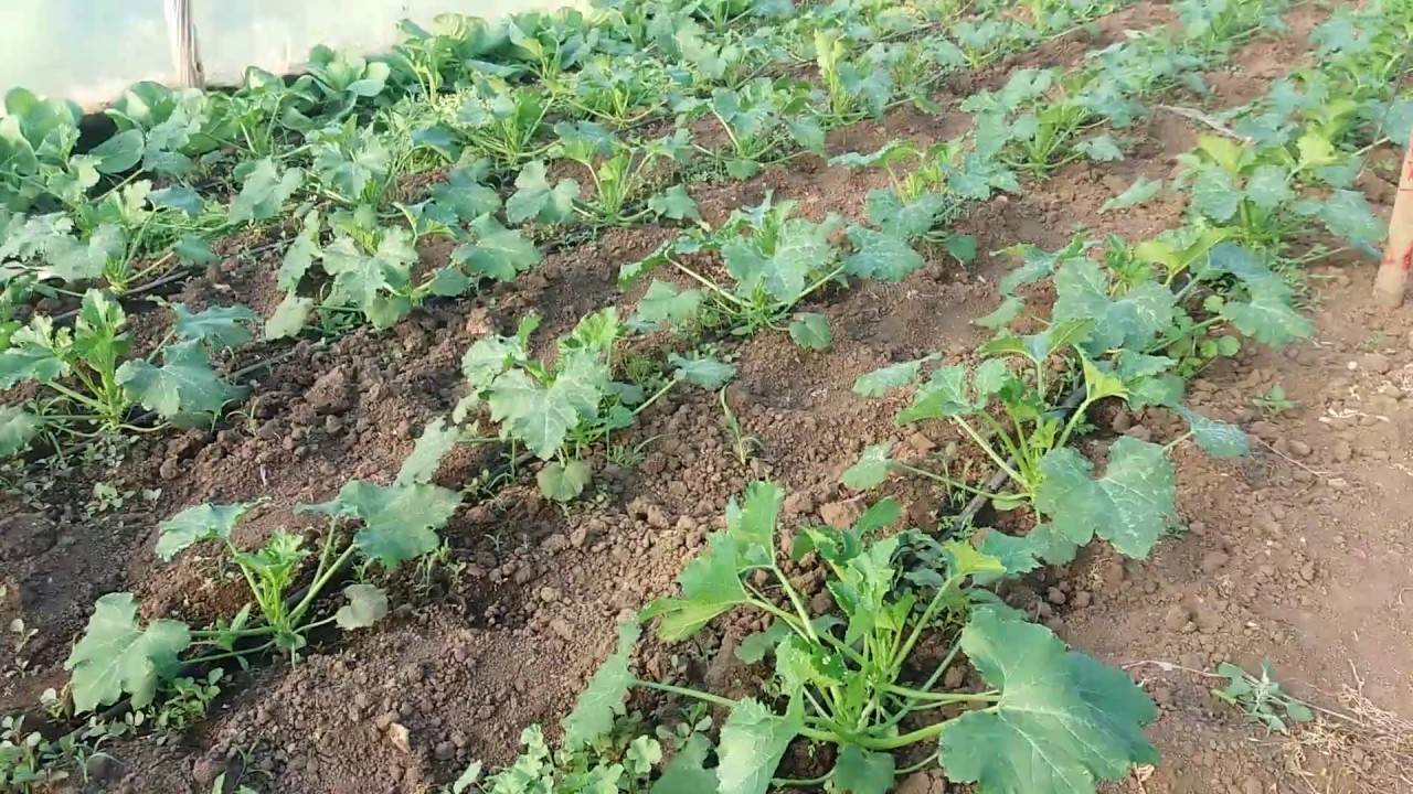 Тонкости ухода за кабачками в теплице, как формировать и выращивать, почему гниют. выращивание кабачков в теплице зимой как основа малого семейного бизнеса