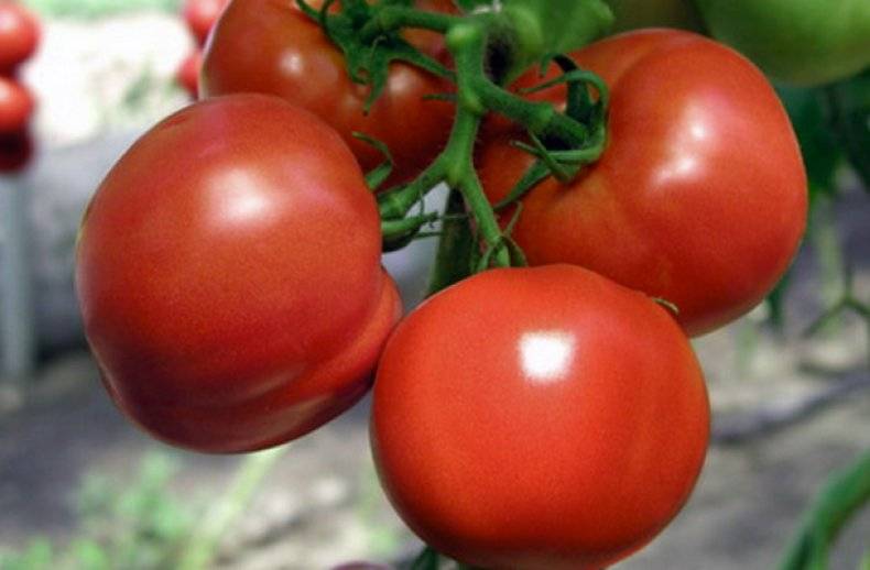 Описание сорта томата мадейра, особенности выращивания и ухода – дачные дела