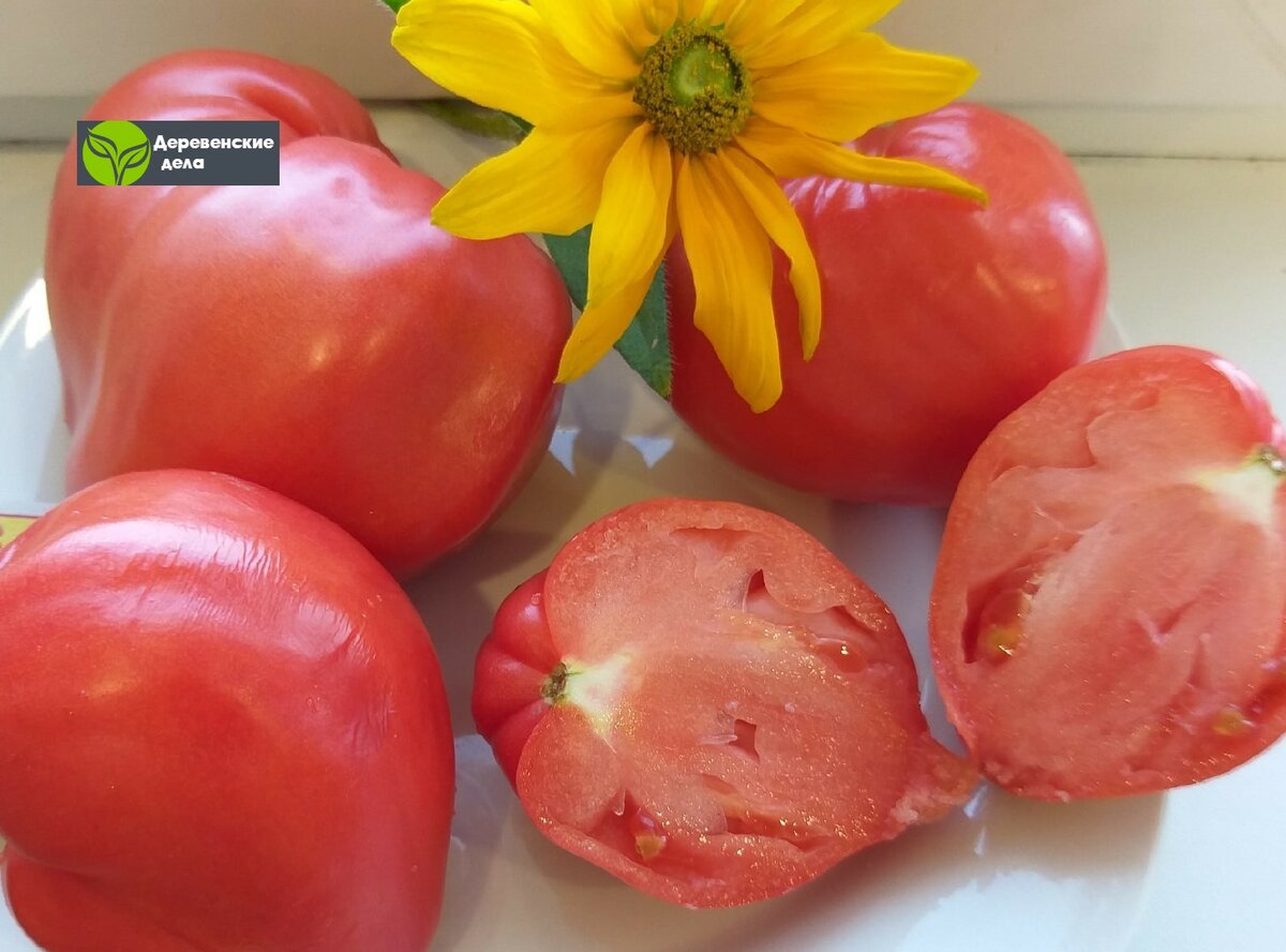 Особенности выращивания томата орлиное сердце