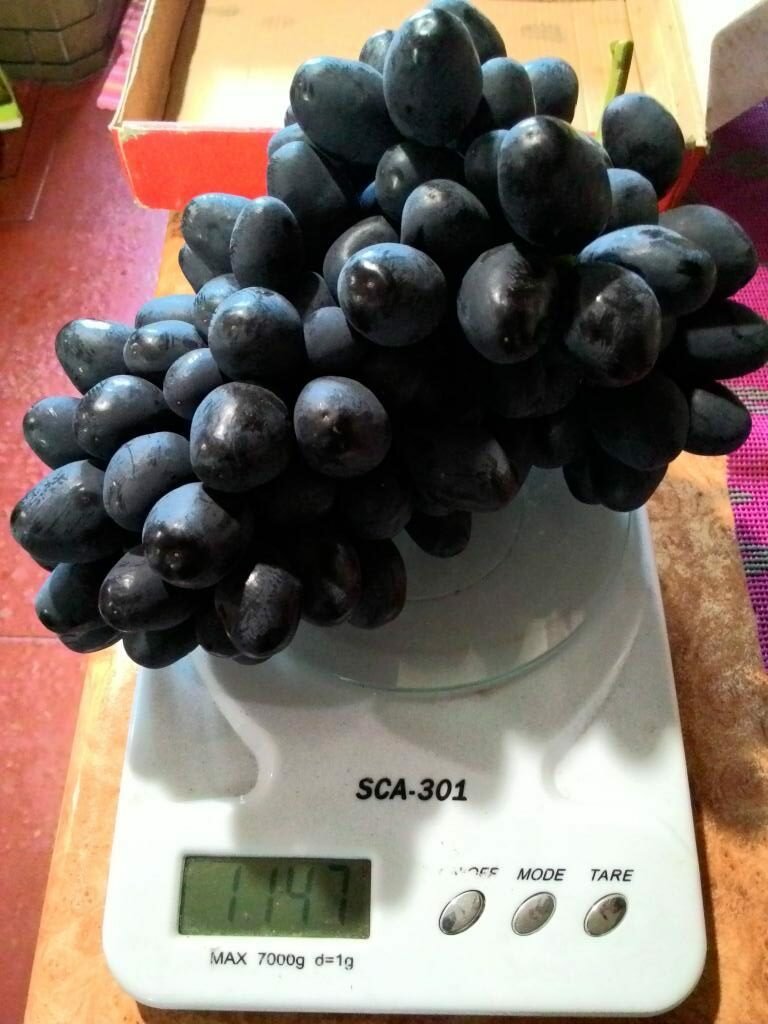 Описание сорта винограда ромбик – что за странное название?