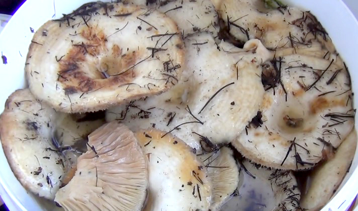 Как солить сыроежки на зиму холодным и горячим способом рецепты засолки грибов сыроежек