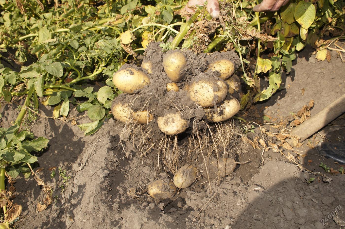 Все о сорте картофеля голубизна: описание и фото, характеристика, особенности выращивания и другие нюансы