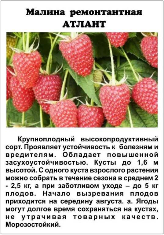 Лучшие сорта малины для подмосковья с фото и описанием