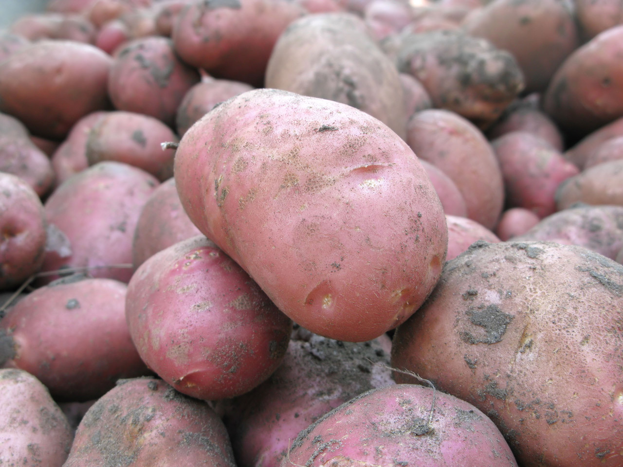 Картофель хозяюшка : описание сорта, фото, характеристика русский фермер