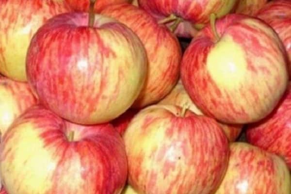 Яблоня сорта «коричное полосатое»: описание, фотографии и отзывы