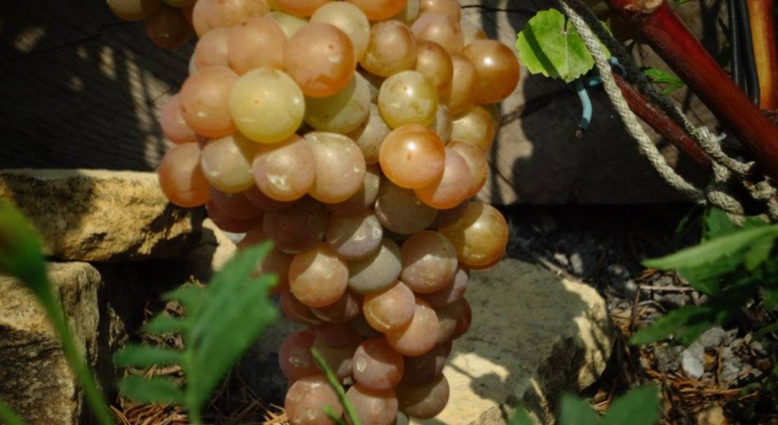Виноград платовский: описание сорта, руководство по выращиванию