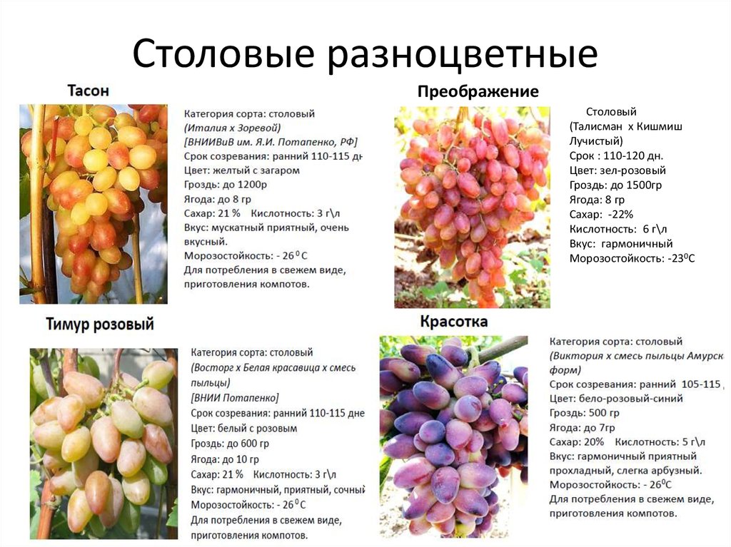 Высокопродуктивный, мобильный и устойчивый — виноград «атос»