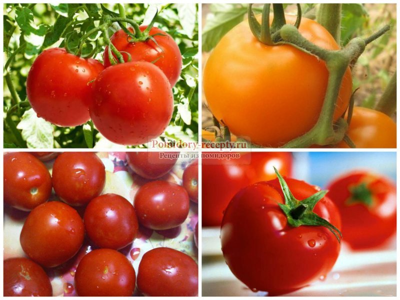 Как выбрать лучший сорт помидор для засолки и консервации
