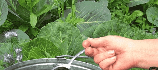 Полив капусты в открытом грунте: как часто и правильно поливать