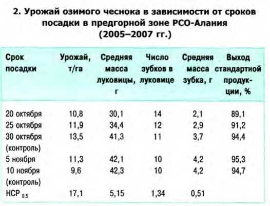 Когда нужно копать чеснок в России, сроки сбора урожая в зависимости от региона и сорта