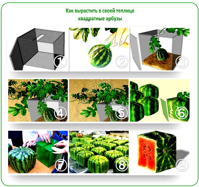 Как вырастить арбуз: простая пошаговая инструкция по посадке и выращиванию бахчевых на огороде (видео и 110 фото)
