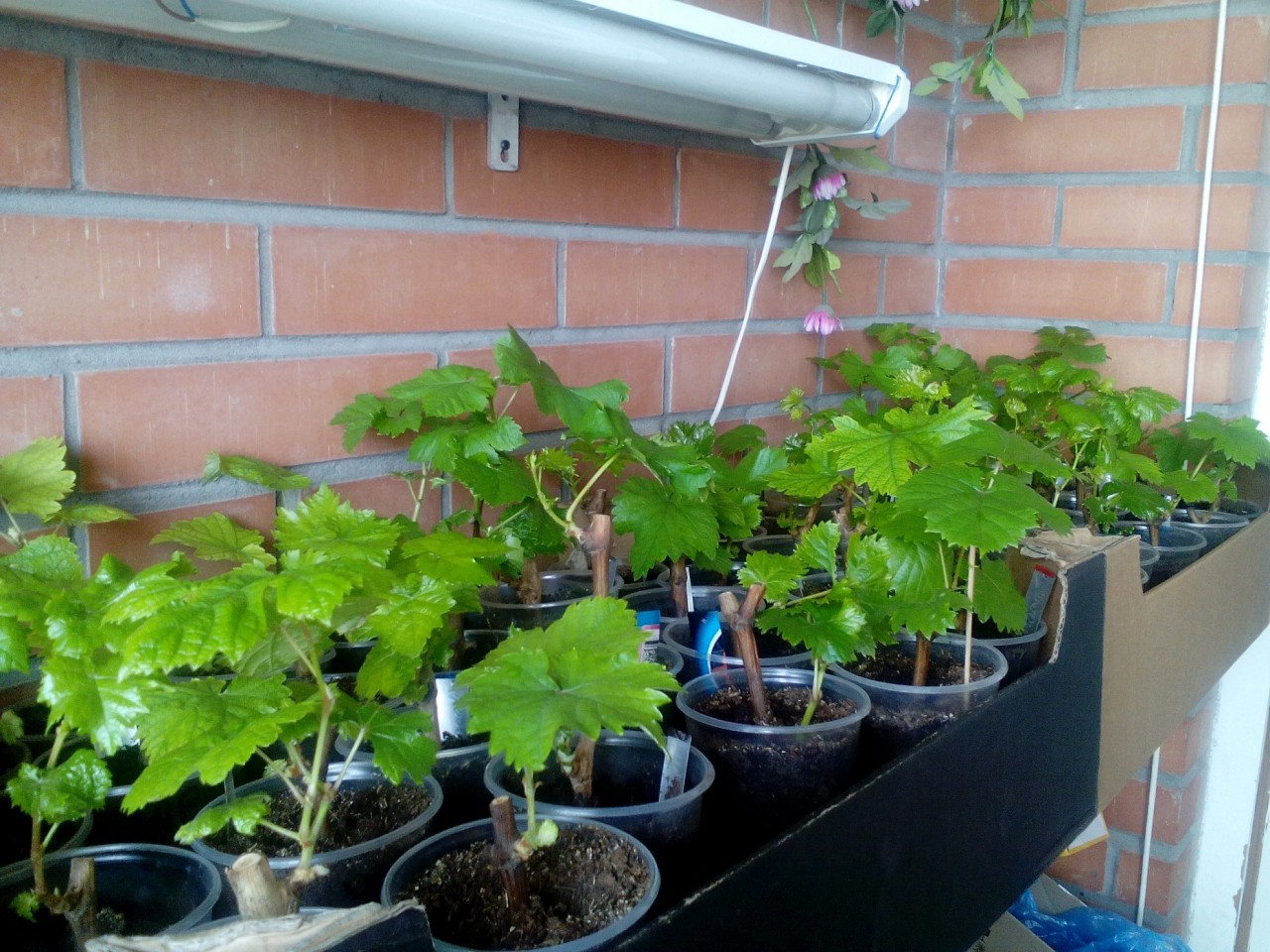 Выращивание винограда из черенков в домашних условиях зимой и весной: подготовка, укоренение, кильчевание, высадка в школку