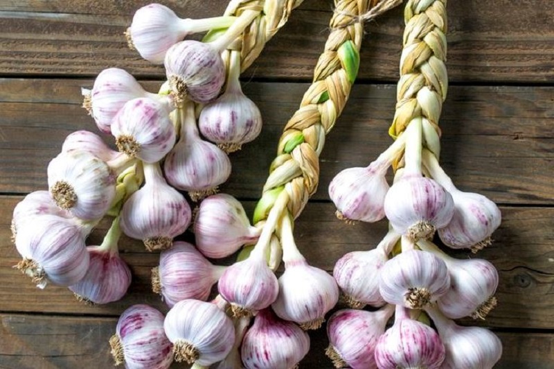 Фиолетовый лук: сорта и их характеристики