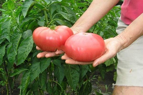 Сорт томата «розмарин фунтовый»: фото, отзывы, описание, характеристика, урожайность