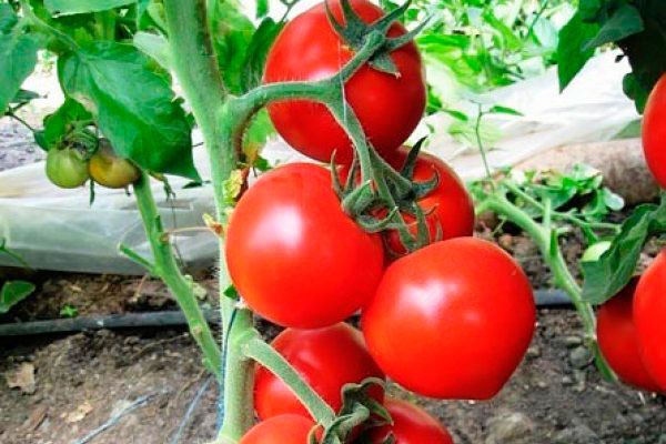 Описание томата любовь f1 и советы по выращиванию сорта своими руками
