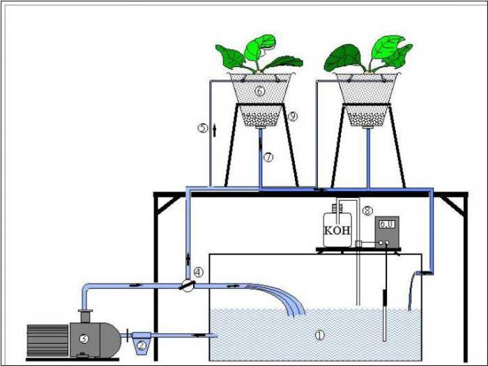 Выращивание клубники на гидропонике – оборудование, удобрения
