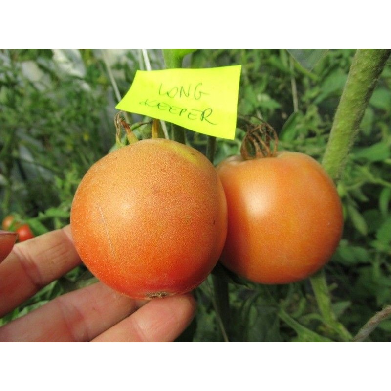 Томат лонг кипер (long keeper - описание помидор, агротехника, отзывы, фото)