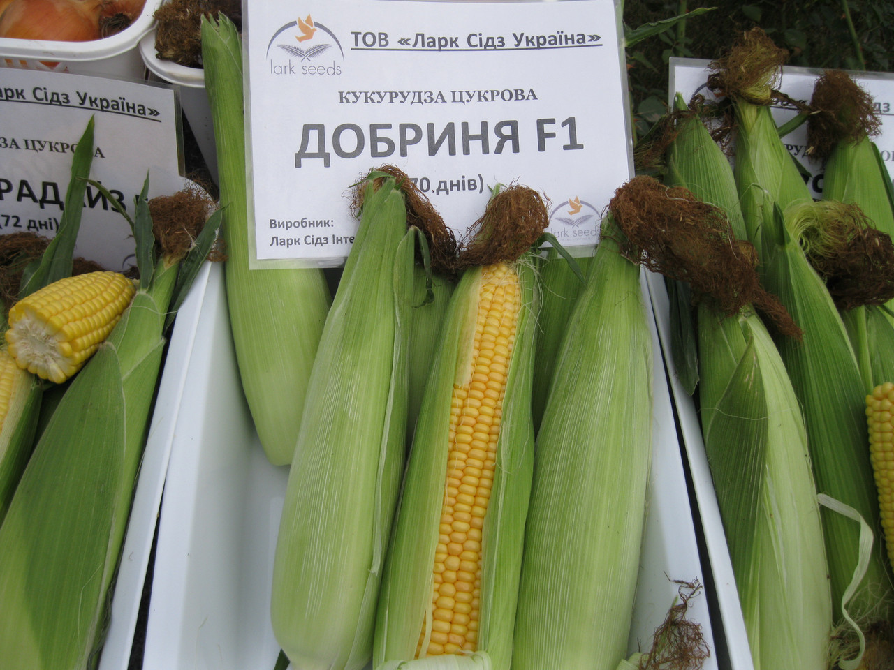 Кукуруза, гибриды лучших сортов для разных регионов россии с фото