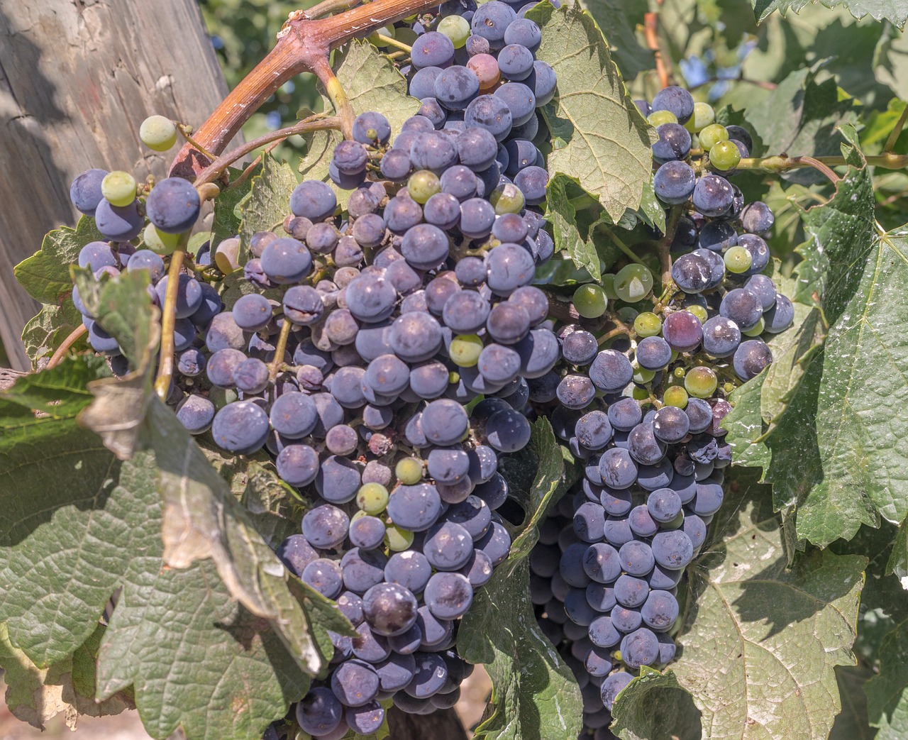 Сорт винограда темпранильо испания: описание, фото, отзывы