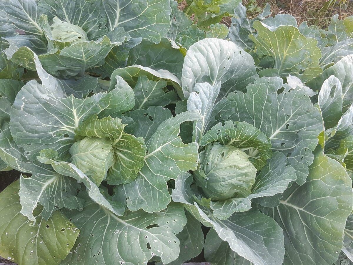 Уход за капустой в августе – советы от «зеленой грядки» по хорошему кочану плюс рецепт квашения! — agroxxi