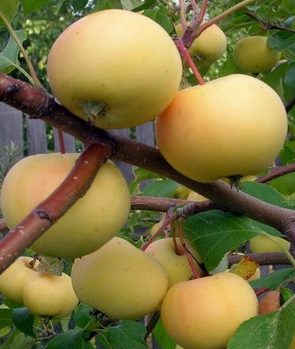 Яблоня уральское наливное — описание сорта, фото, отзывы
