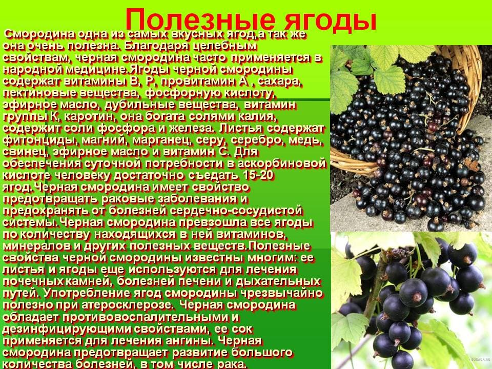 Черная смородина: польза и вред для здоровья женщин и мужчин