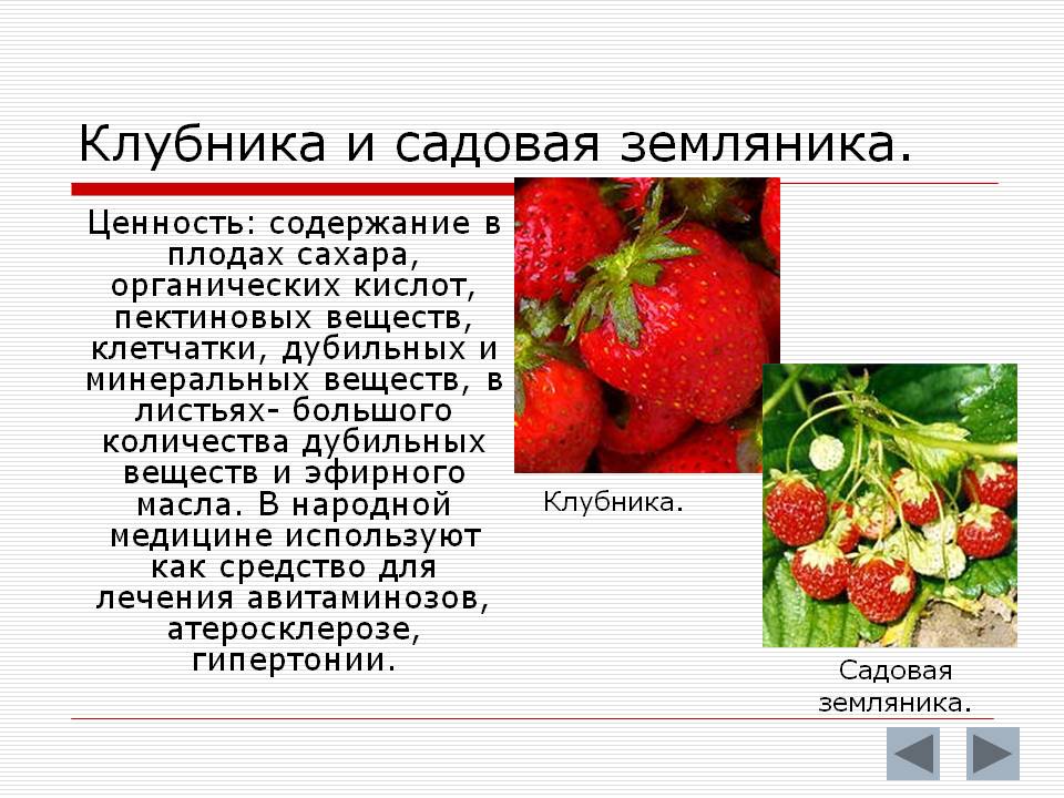Польза клубники: состав, свойства, чем полезна, вред, организма, есть