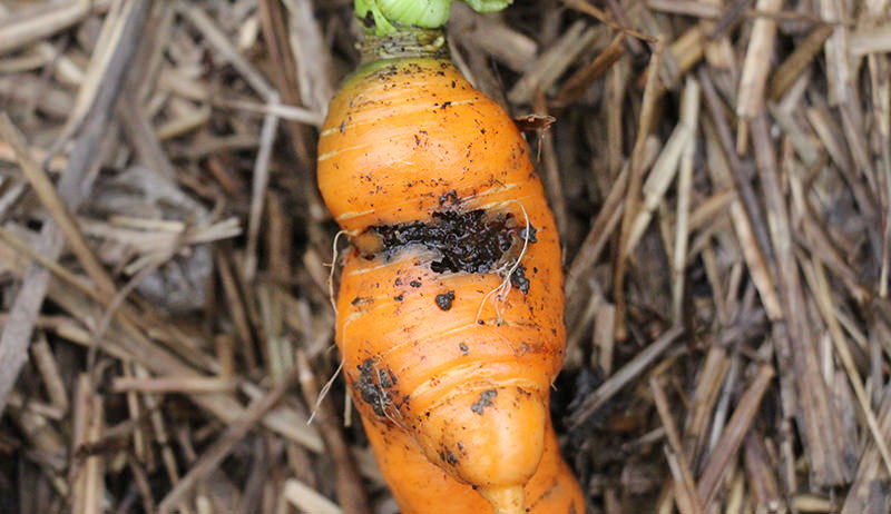 Как бороться с болезнями и вредителями моркови