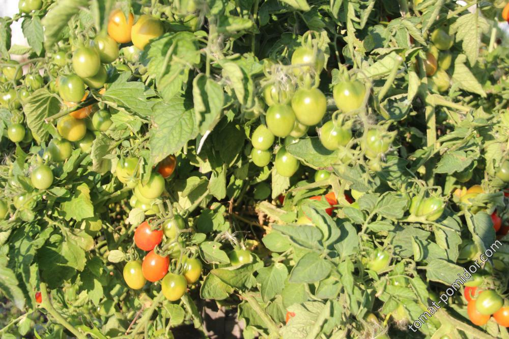 Новинка от сибирских селекционеров — томат сладкий поцелуй: описание сорта и характеристики, отзывы об урожайности