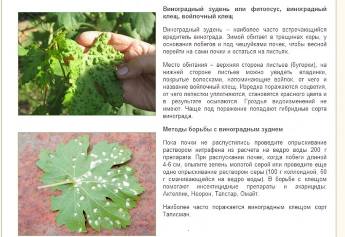 Все основные болезни винограда: профилактика и их лечение на supersadovnik.ru