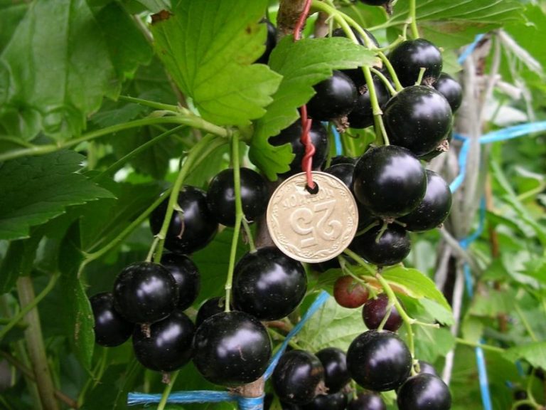 Черная смородина пигмей: отзывы, фото, описание крупноплодного сорта