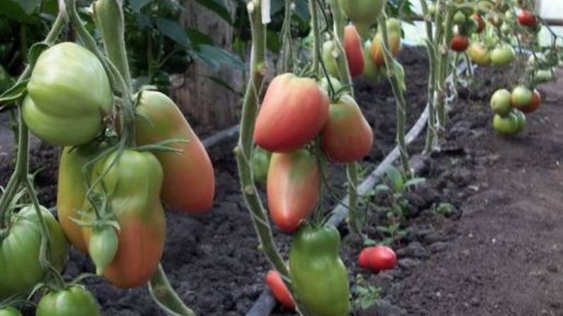 Описание вкусного и универсального сорта томатов — «сливка розовая» с фотографиями помидора