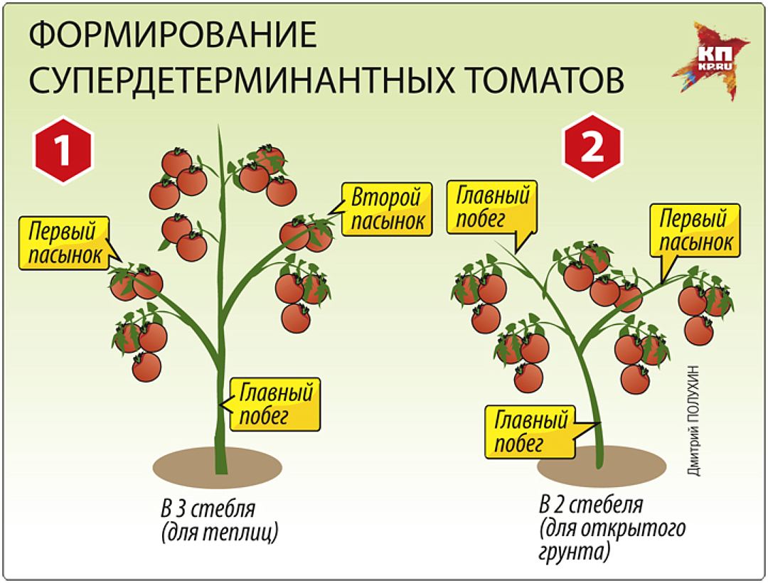 Формирование томатов - особенности, схемы и правила формирования помидор (105 фото)