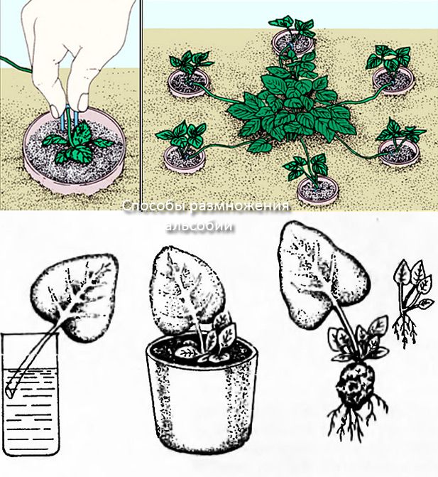 Мандарин: выращивание из косточек