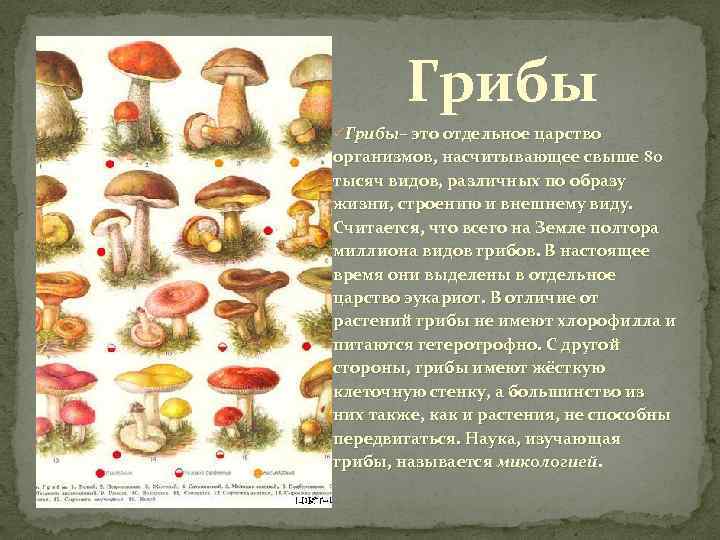 Цезарский гриб (царский гриб)