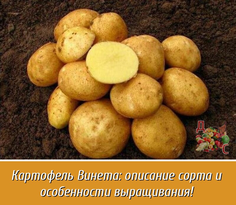 Особенности ухода и выращивания сорта картофеля славянка, а также фото и описание