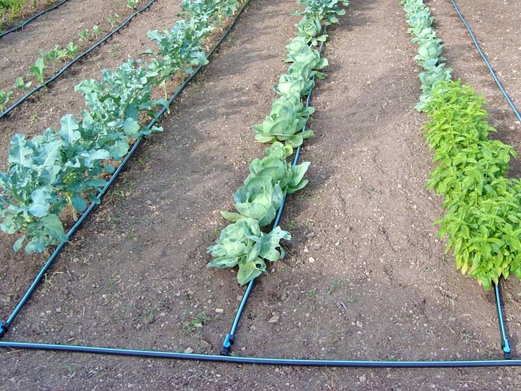 Как поливать капусту и чем. полив капусты в открытом грунте