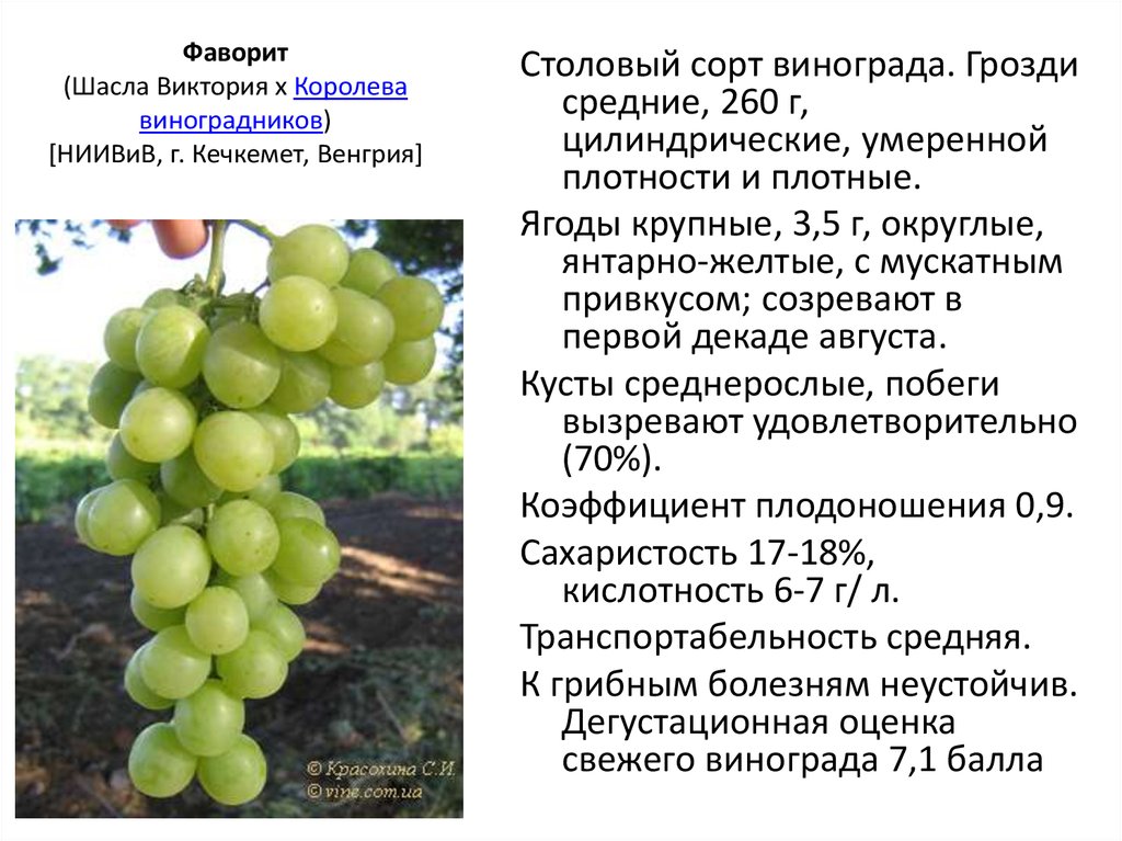 Виноград «гарольд»: описание сорта, фото и отзывы