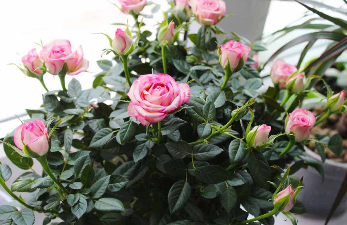 Описание розы Кордана, посадка и уход в домашних условиях