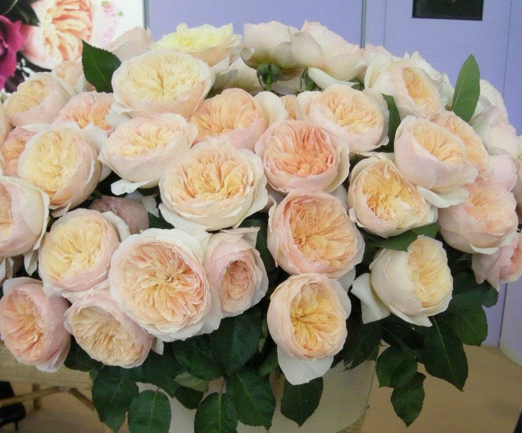 Цветок невероятной красоты — пионовидная роза! фото, сорта и инструкция по уходу