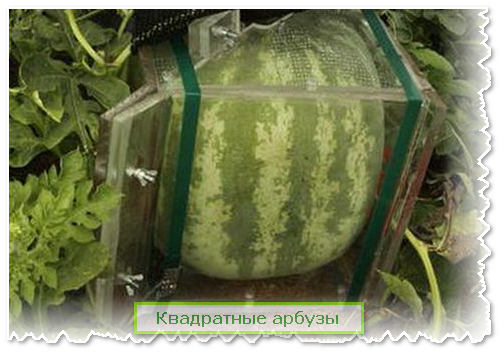 Квадратные арбузы. формы для выращивания квадратных арбузов :: syl.ru