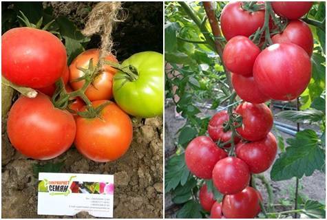 Характеристика томат «пинк уникум f1»: отзывы, фото куста